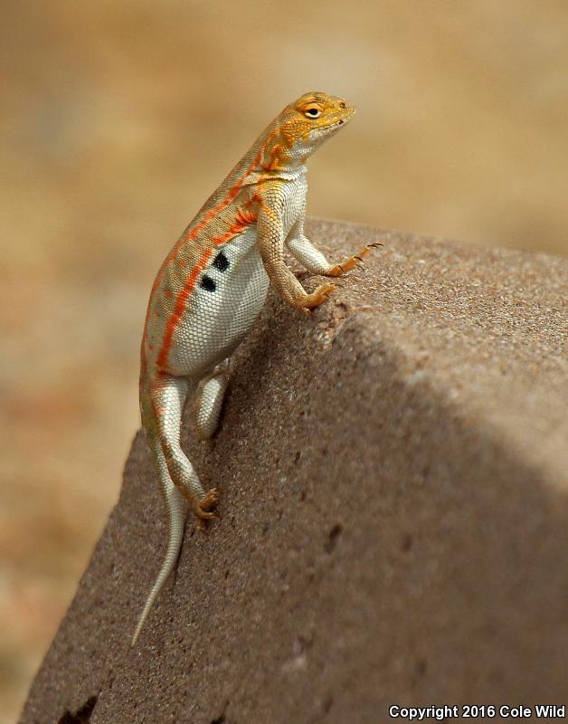 Great Plains Earless Lizard (Holbrookia maculata maculata)