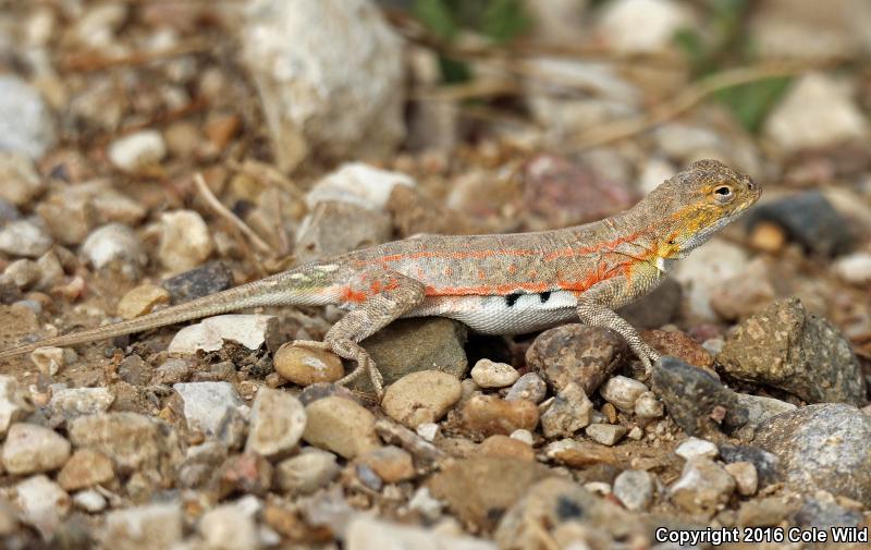 Great Plains Earless Lizard (Holbrookia maculata maculata)