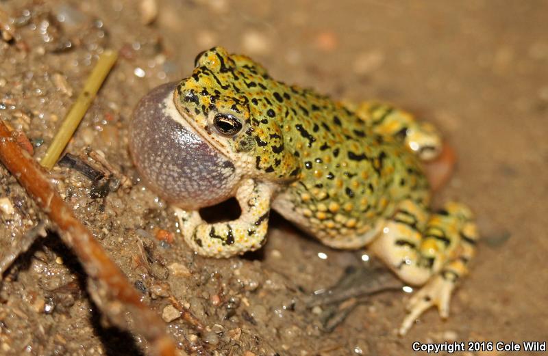 Eastern Green Toad (Anaxyrus debilis debilis)