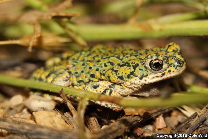 Eastern Green Toad (Anaxyrus debilis debilis)