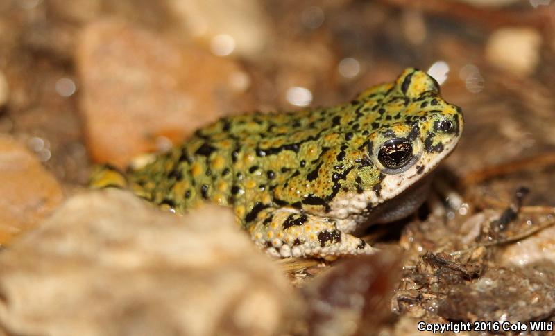 Eastern Green Toad (Anaxyrus debilis debilis)