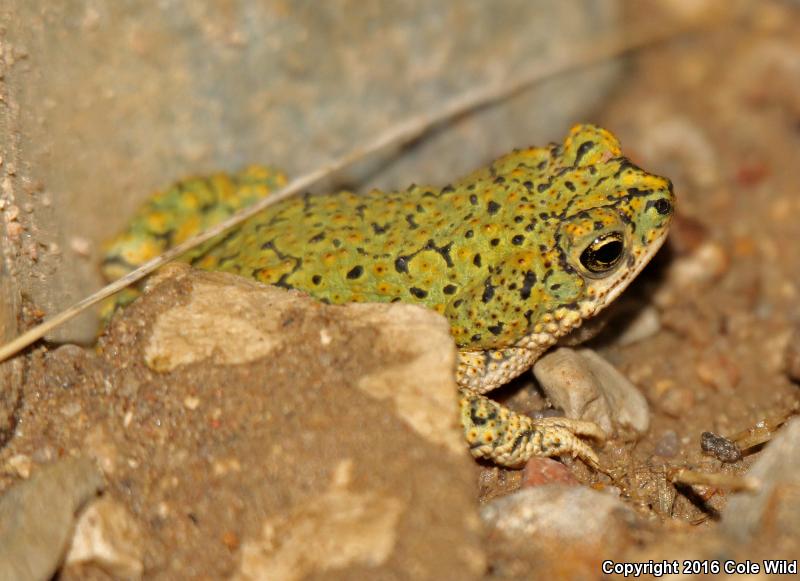 Eastern Green Toad (Anaxyrus debilis debilis)