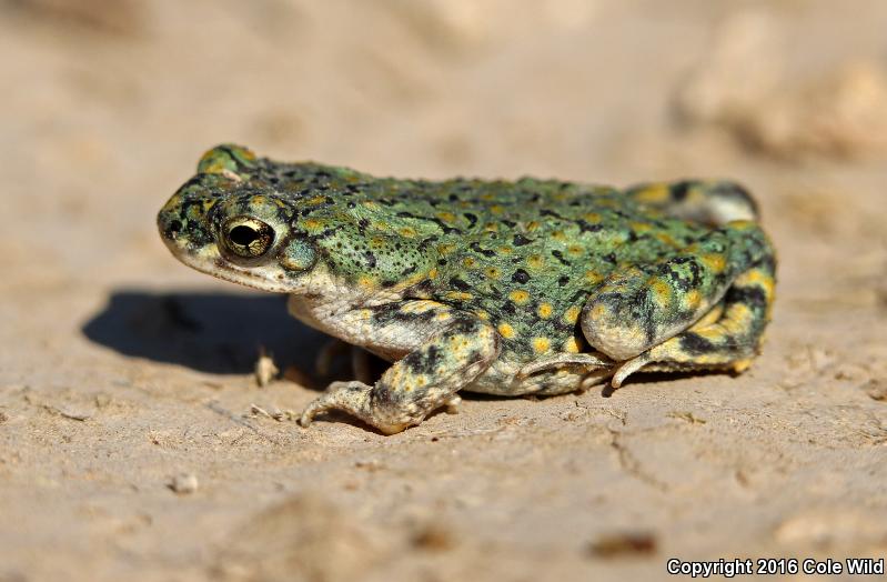 Eastern Green Toad (Anaxyrus debilis debilis)