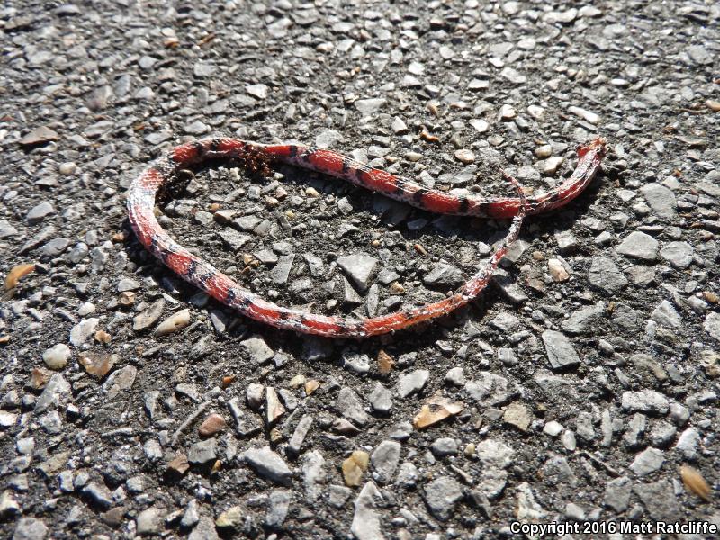 Northern  Scarletsnake (Cemophora coccinea copei)