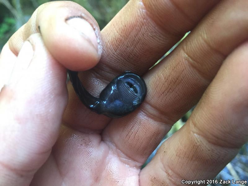 Western Tailed Frog (Ascaphus truei)