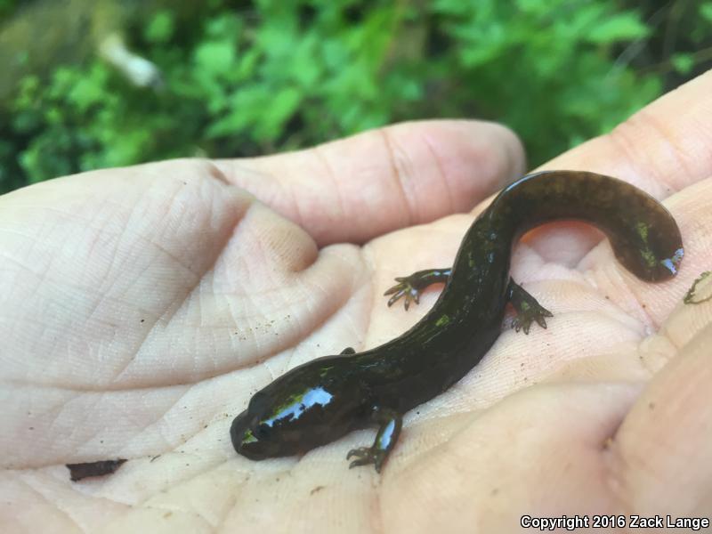 Cope's Giant Salamander (Dicamptodon copei)