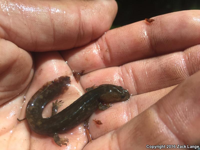 Cope's Giant Salamander (Dicamptodon copei)