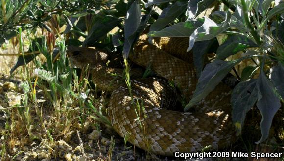 Red Diamond Rattlesnake (Crotalus ruber ruber)