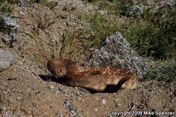 Red Diamond Rattlesnake (Crotalus ruber ruber)