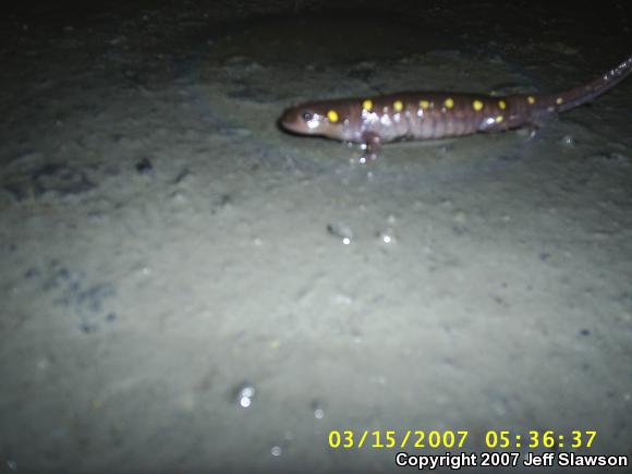 Spotted Salamander (Ambystoma maculatum)