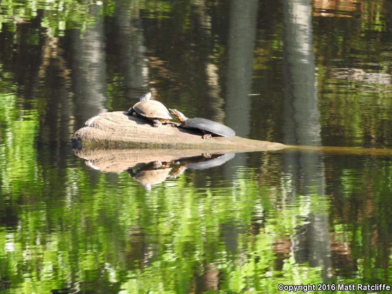 Gulf Coast Spiny Softshell (Apalone spinifera aspera)