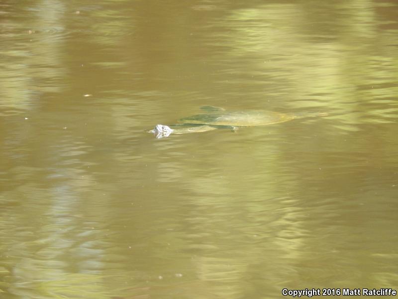 Eastern Chicken Turtle (Deirochelys reticularia reticularia)