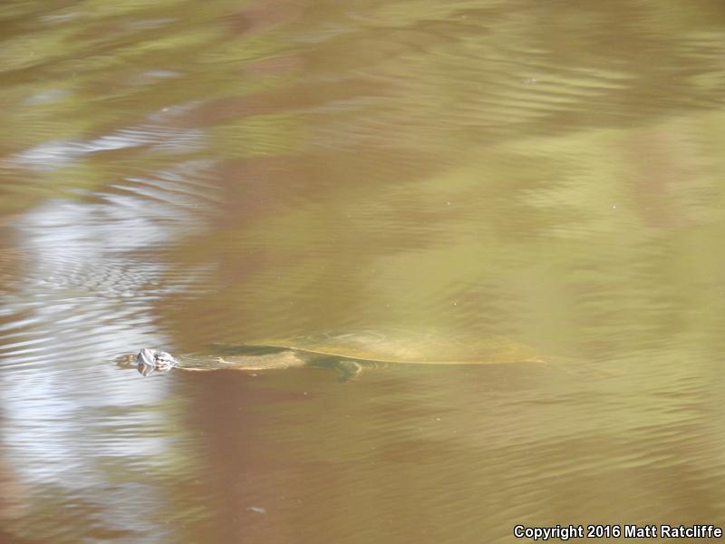 Eastern Chicken Turtle (Deirochelys reticularia reticularia)