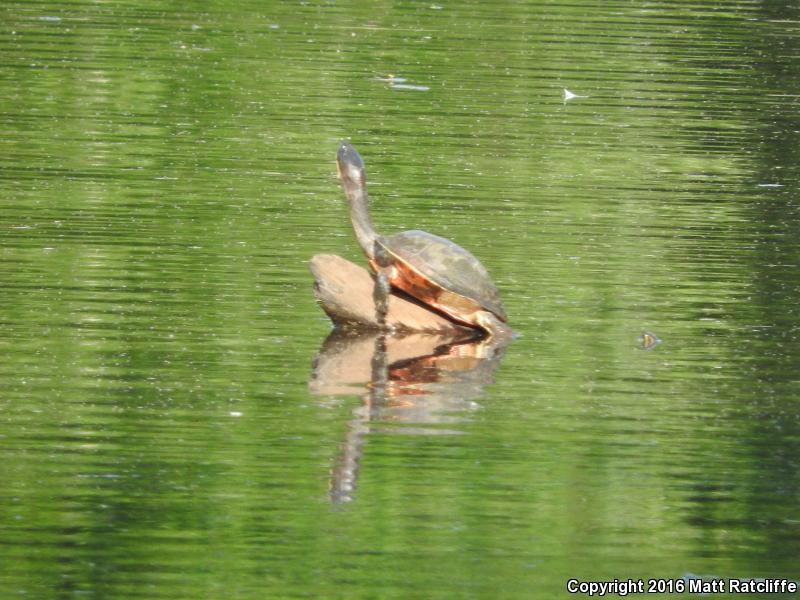 Eastern Chicken Turtle (Deirochelys reticularia reticularia)