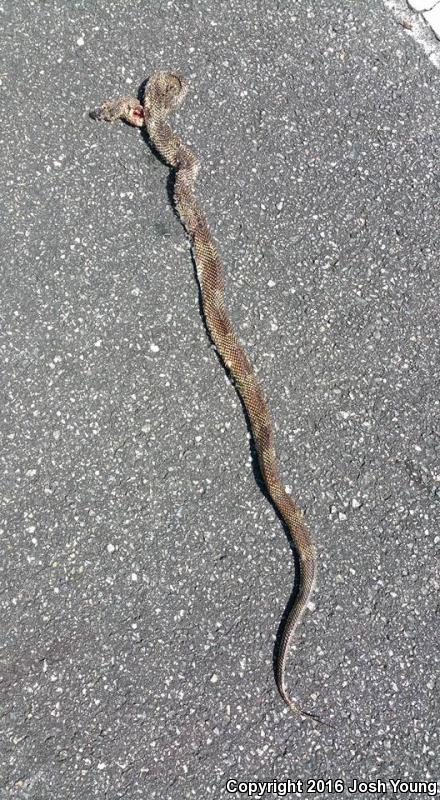 Apalachicola Kingsnake (Lampropeltis getula meansi)