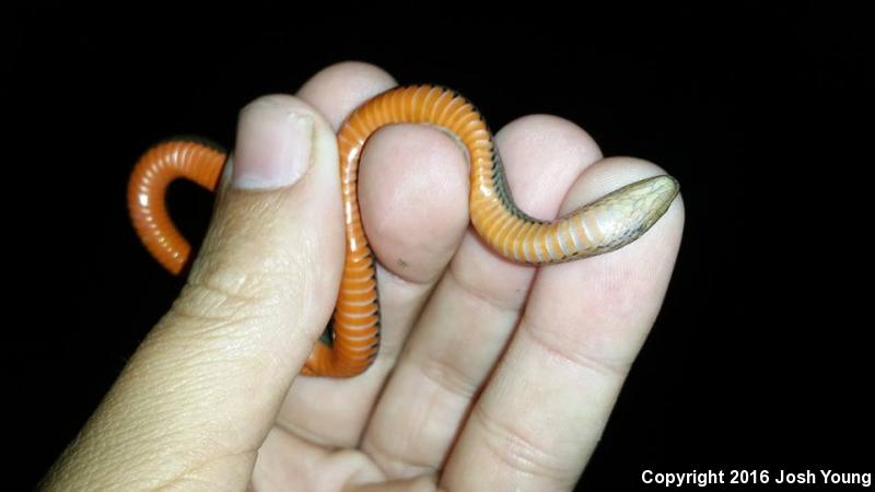 North Florida Swampsnake (Seminatrix pygaea pygaea)