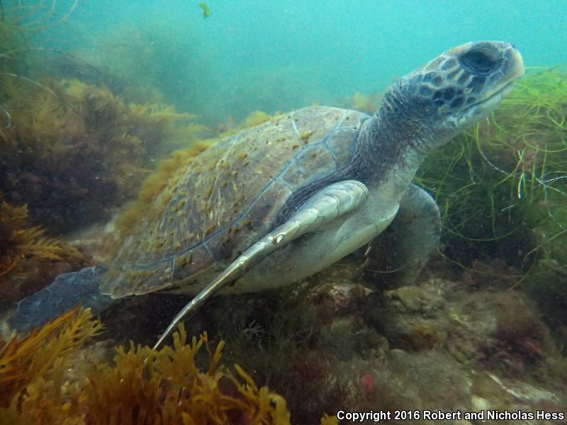 Green Sea Turtle (Chelonia mydas)