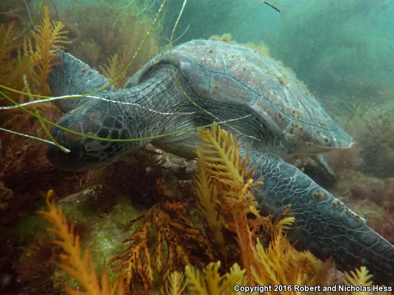 Green Sea Turtle (Chelonia mydas)