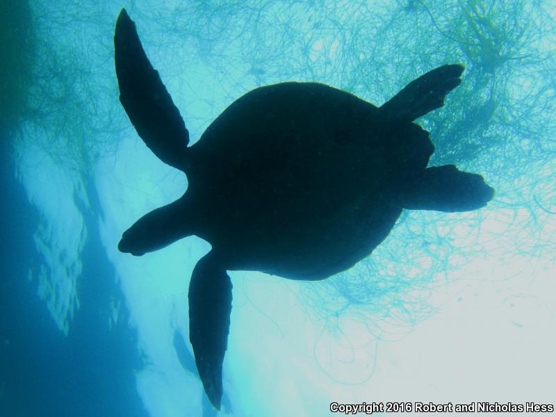 Green Sea Turtle (Chelonia mydas)