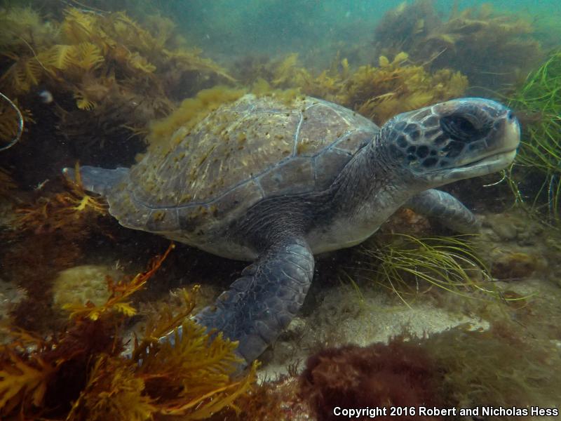 Green Sea Turtle (Chelonia mydas)