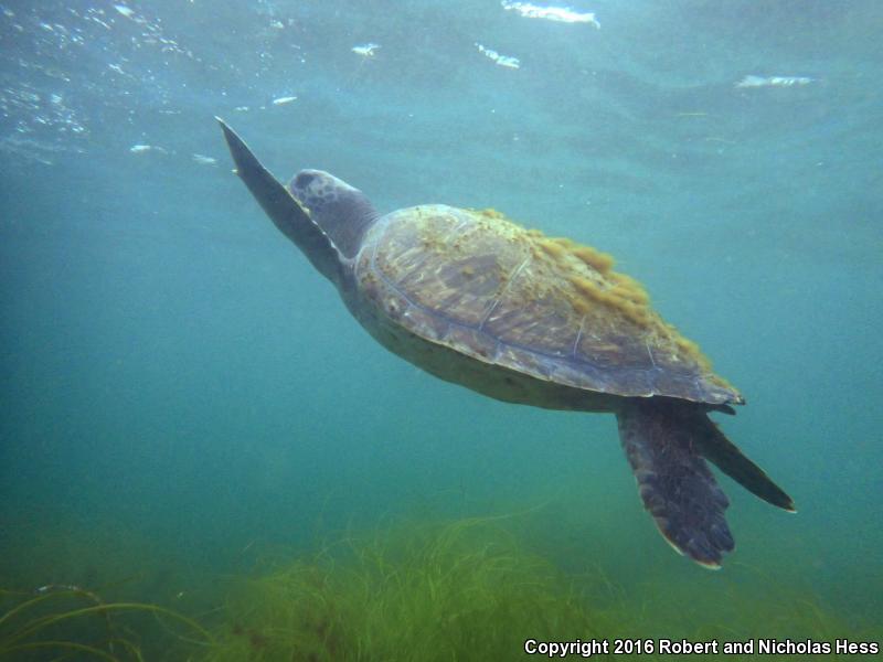 Green Sea Turtle (Chelonia mydas)