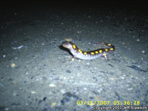 Spotted Salamander (Ambystoma maculatum)