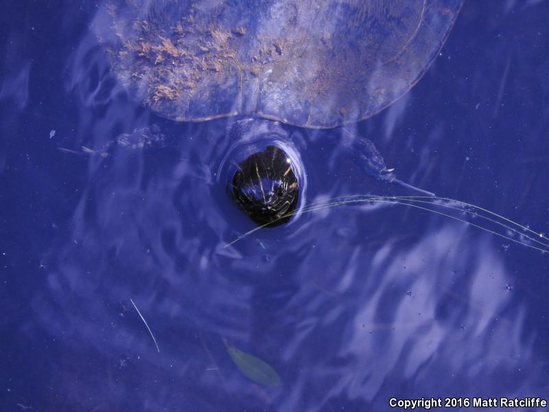 Coastal Plain Cooter (Pseudemys concinna floridana)