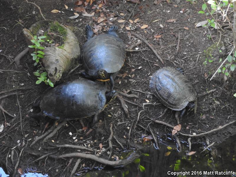 Coastal Plain Cooter (Pseudemys concinna floridana)