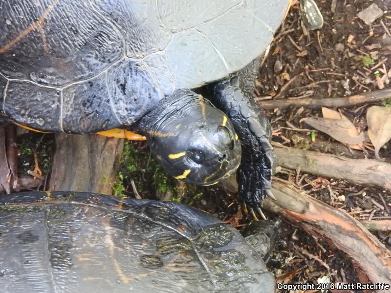 Coastal Plain Cooter (Pseudemys concinna floridana)