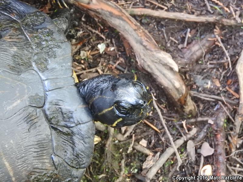 Coastal Plain Cooter (Pseudemys concinna floridana)