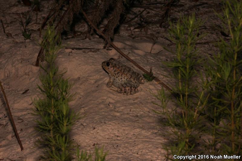 Gopher Frog (Lithobates capito)