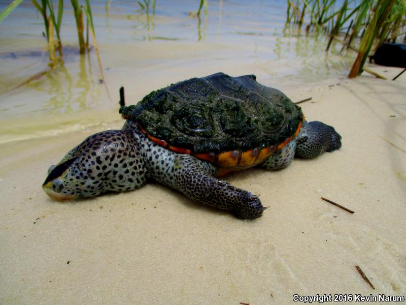 Mississippi Diamond-backed Terrapin (Malaclemys terrapin pileata)