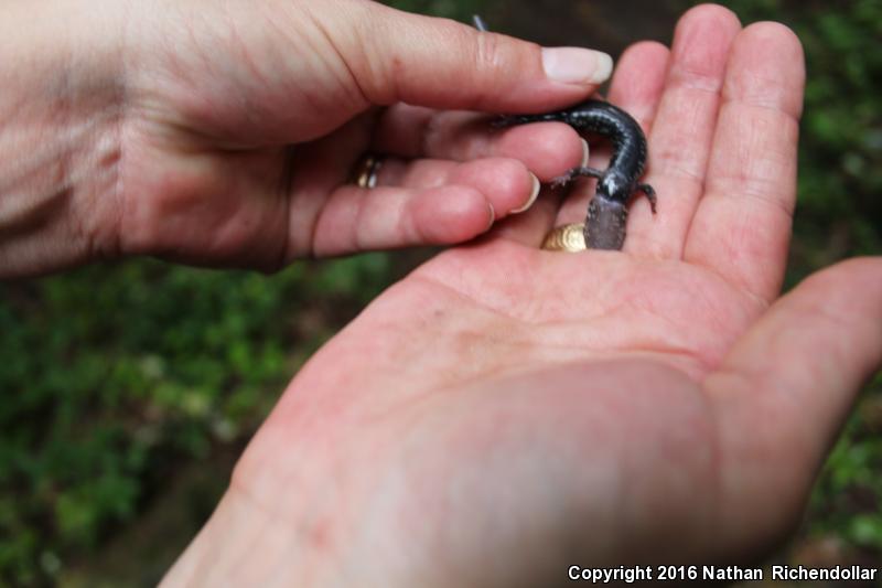 Cumberland Plateau Salamander (Plethodon kentucki)