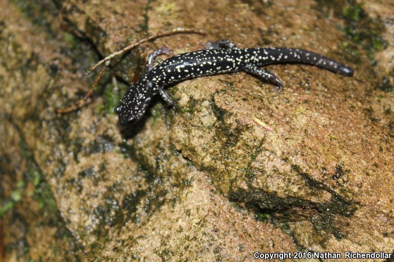 Cumberland Plateau Salamander (Plethodon kentucki)