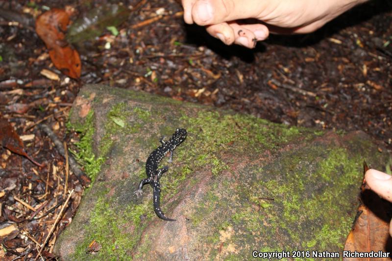 Cumberland Plateau Salamander (Plethodon kentucki)