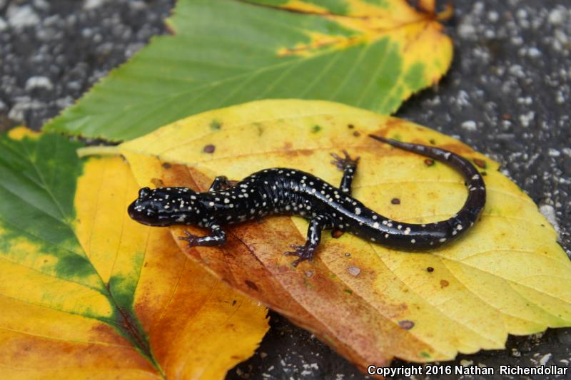 Cumberland Plateau Salamander (Plethodon kentucki)