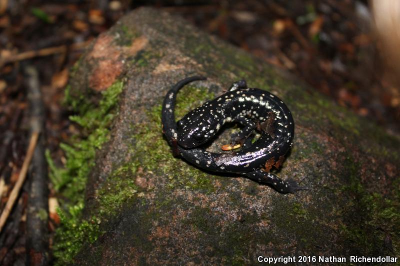 Cumberland Plateau Salamander (Plethodon kentucki)