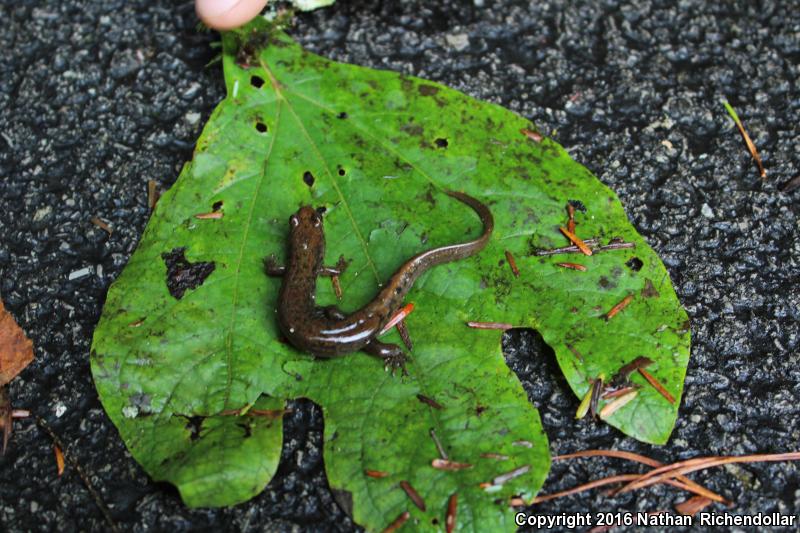 Black Mountain Salamander (Desmognathus welteri)