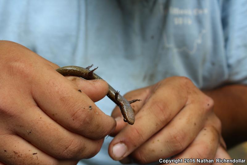 Black Mountain Salamander (Desmognathus welteri)