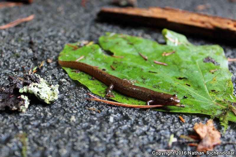 Black Mountain Salamander (Desmognathus welteri)