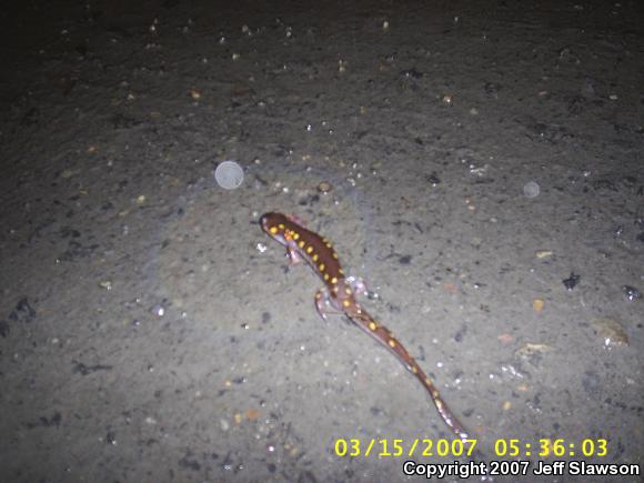 Spotted Salamander (Ambystoma maculatum)