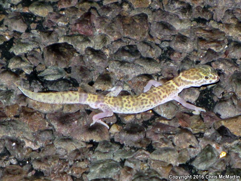 Texas Banded Gecko (Coleonyx brevis)