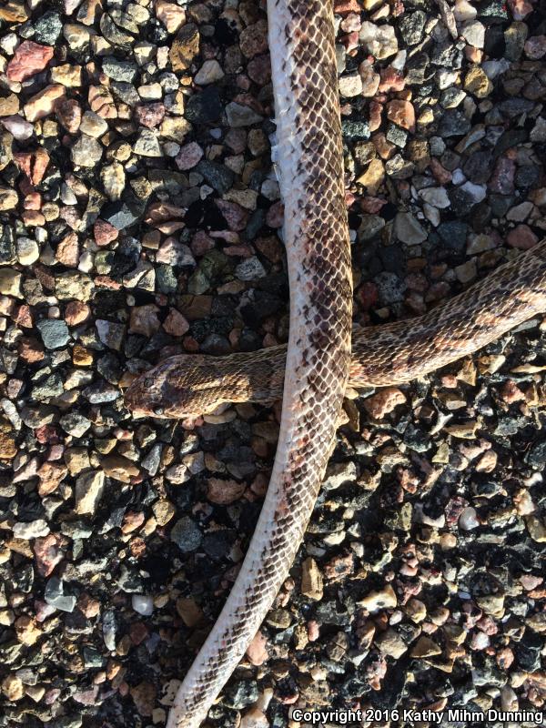 Kansas Glossy Snake (Arizona elegans elegans)