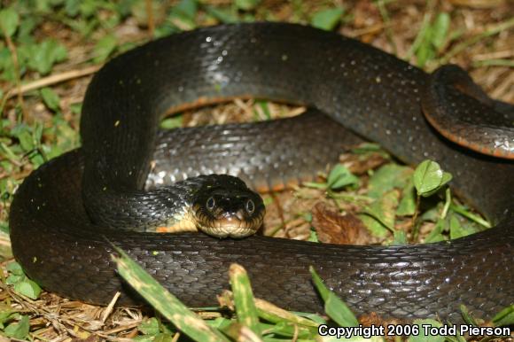 Copper-bellied Watersnake (Nerodia erythrogaster neglecta)