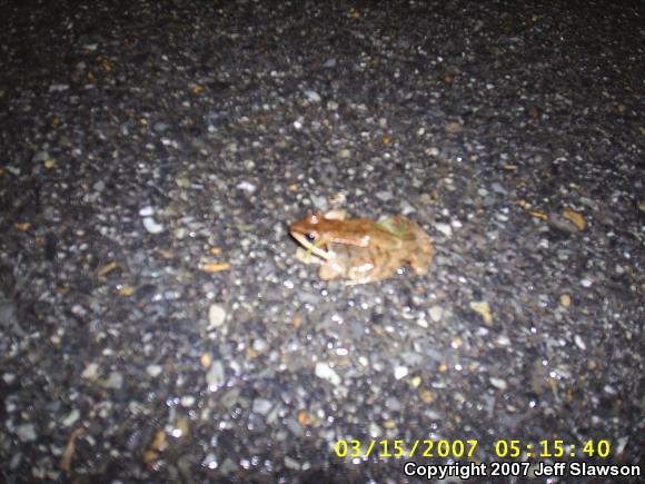 Wood Frog (Lithobates sylvaticus)