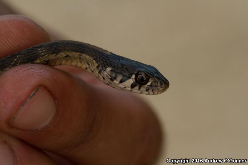 Yucatecan Checkered Gartersnake (Thamnophis marcianus praeocularis)