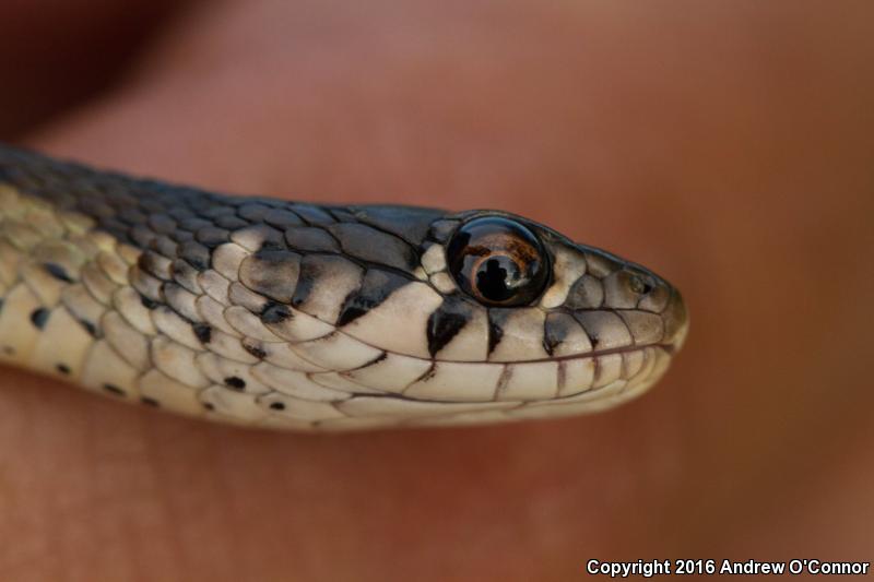 Yucatecan Checkered Gartersnake (Thamnophis marcianus praeocularis)