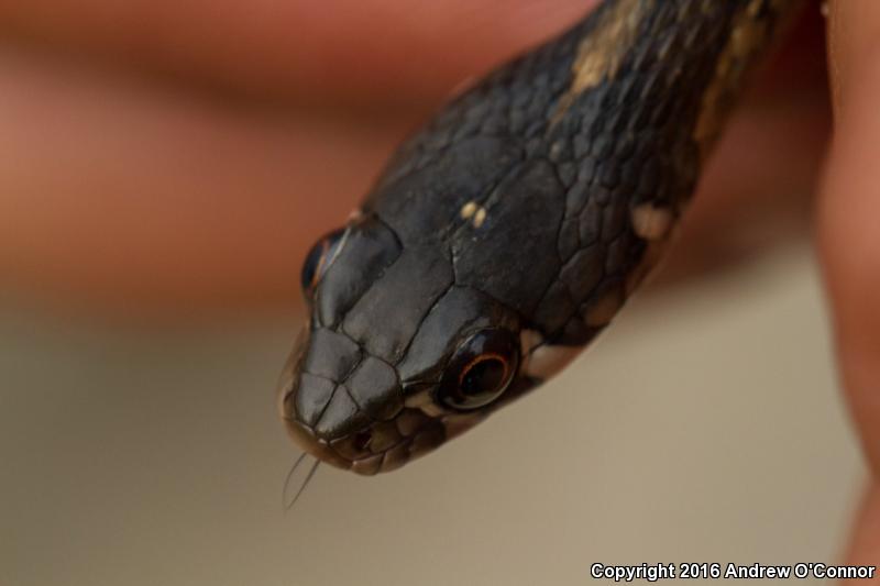 Yucatecan Checkered Gartersnake (Thamnophis marcianus praeocularis)