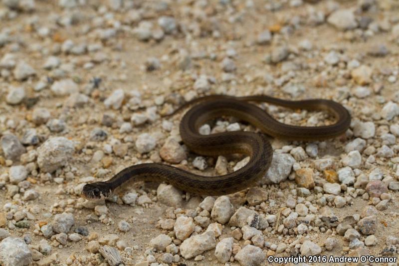 Yucatecan Checkered Gartersnake (Thamnophis marcianus praeocularis)