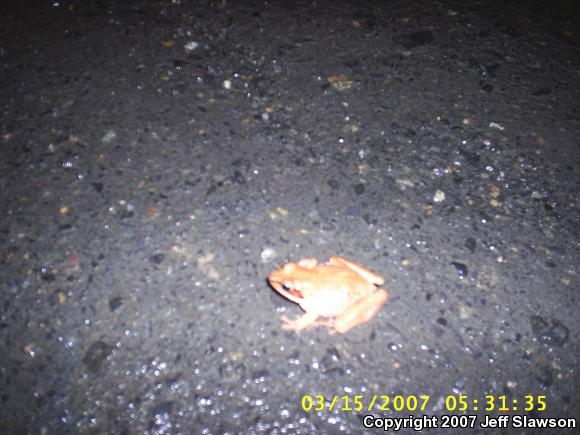 Wood Frog (Lithobates sylvaticus)